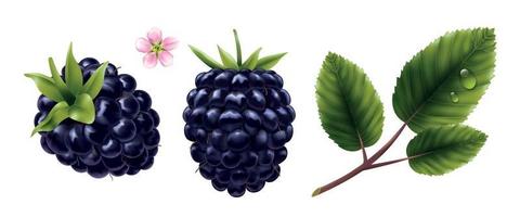 Blackberry Realistic Set vector