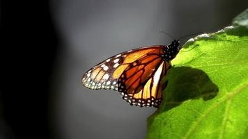 das Monarch Schmetterling Heiligtum im Mexiko video