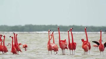 Amazing Pink flamingos in the salt lagoons, ria largartos, mexico video