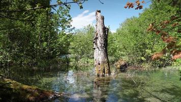 a natural maravilha do plitvice lagos nacional parque, Croácia video