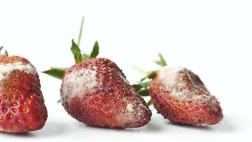 Gray Mold on strawberries on table , video