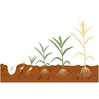 Stage of wheat growth.Process of development of seedlings of cereals from seed to ripening ears. How cereals grow. vector