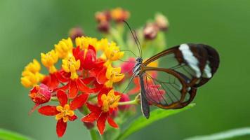 bellissimo ala di vetro farfalla nel natura su un' pianta video