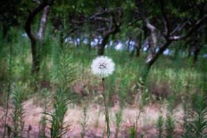 Dandy in the Green photo