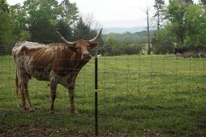 Longhorns and Mountain Views photo