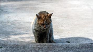 Very sad stray shorthair cat lies down on yard. photo