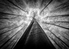 Forest views from the beech forest photo