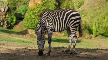 A zebra in a safari landscape video