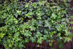 common ivy plant grow on pot in greenhouse, european ivy, english ivy or green ivy Hedera helix - tree ornamental plant reduce carbon photo