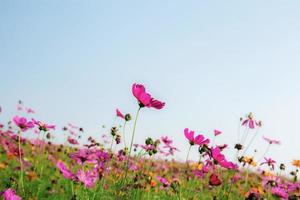 Cosmos on field at blue sky. photo