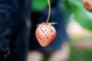 Strawberry of ripe in farm. photo