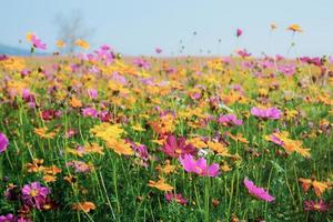 Cosmos on field at sky. photo