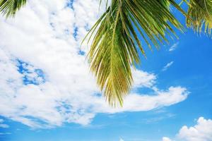 Palm leaf with blue sky. photo