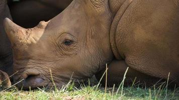 verbazingwekkend neushoorn en baby in de open. mooi bedreigd soorten video