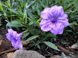 Ruellia simplex or commonly called Kencana Ungu in Indonesia, is a wildflower found in meadows or roadsides and is commonly found in the tropics. Not only purple, there are also red, white and blue photo