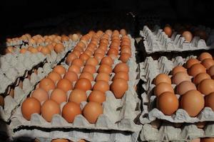 Chicken eggs in the eggtray photo