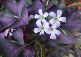 Oxalis triangularis or commonly called purple shamrocks has a triangular leaf shape that resembles a butterfly flower photo