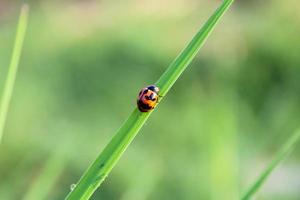 A ladybug is on the grass in the meadow photo