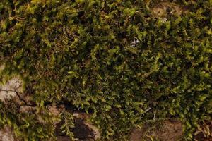 Closeup of moss attached to a tree trunk photo