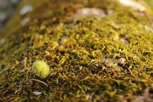 Closeup of moss attached to a tree trunk photo