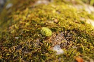 Closeup of moss attached to a tree trunk photo