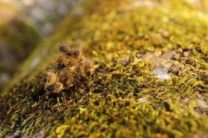 Closeup of moss attached to a tree trunk photo