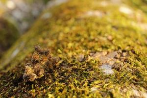 Closeup of moss attached to a tree trunk photo