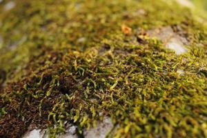 Closeup of moss attached to a tree trunk photo