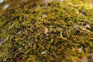 Closeup of moss attached to a tree trunk photo