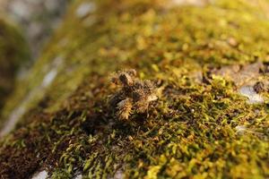 Closeup of moss attached to a tree trunk photo