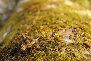 Closeup of moss attached to a tree trunk photo