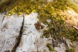 Closeup of moss attached to a tree trunk photo