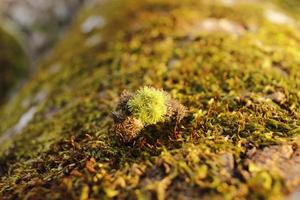 Closeup of moss attached to a tree trunk photo