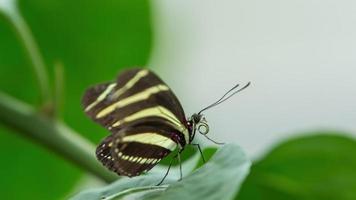 schön Glasflügel Schmetterling im Natur auf ein Pflanze video