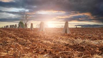 Landscape cassava farm. Manioc or tapioca plant field. Bundle of cassava trees in cassava farm. Plowed field for planting crops. Sustainable farming. Agriculture in developing countries. Staple food. photo