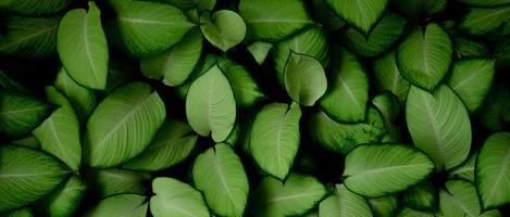 Closeup green leaves of tropical plant in garden. Dense green leaf with beauty pattern texture background. Green leaves for spa banner background. Green wallpaper. Top view ornamental plant in garden. photo