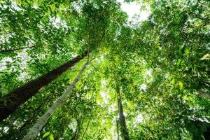 fondo ver de árbol maletero a verde hojas de arboles en tropical bosque. árbol bosque para rebaja carbón crédito. carbón dióxido reducción. mundo ambiente día antecedentes. mundo natural fuente de oxígeno. foto