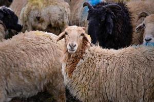 Herd of sheep in the snow beside the Duku Highway in Xinjiang photo