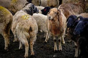 Herd of sheep in the snow beside the Duku Highway in Xinjiang photo