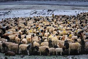 manada de oveja en el nieve junto a el duku autopista en Xinjiang foto