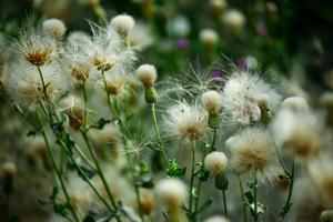 Lush bull thistle swaying in the wind along the river in Kashgar, Xinjiang photo