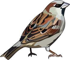 House sparrow Passer-domestics bird, red listed bird vector illustration clip art