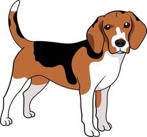 Beagle dog breed doodle style vector illustration line clip art