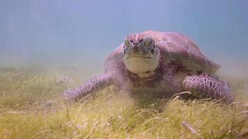 de onechte schildpad gefilmd onderwater- in Mexico video