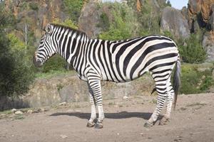 a zebra stands alone in a field photo