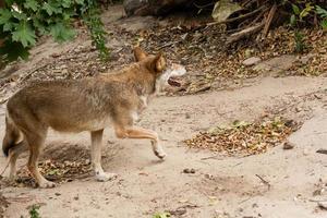 Running wolf close up photo