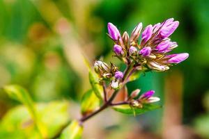 small buds of lilac flowers in green grass photo