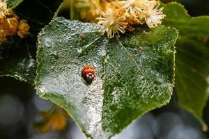 Ladybug creeps on a leaf of a linden tree photo