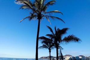 Palm trees in the Canary Islands photo