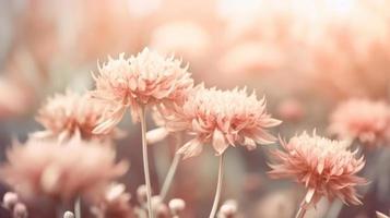 Soft dreamy sweet flower for love romance background. photo